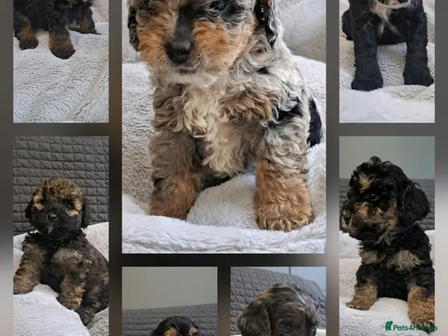 Cavapoo dogs for sale: Adorable Cavapoo Puppies - Advert 7