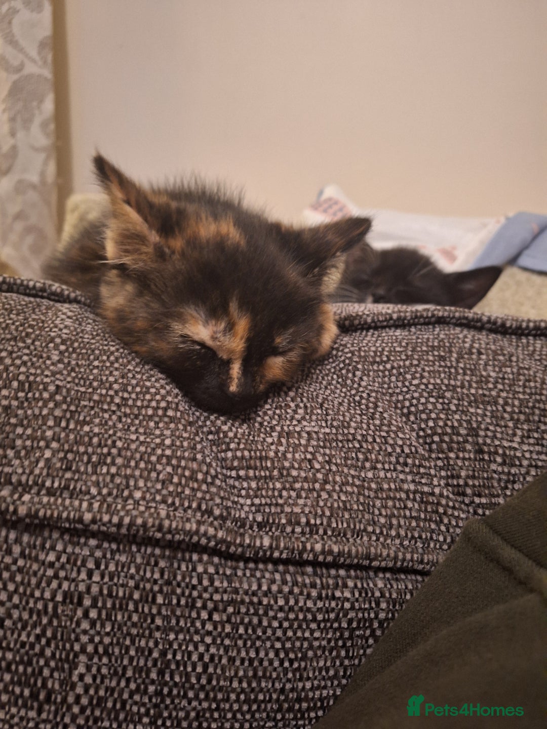 Mixed Breed cats for sale: 3 kittens  - Advert 2