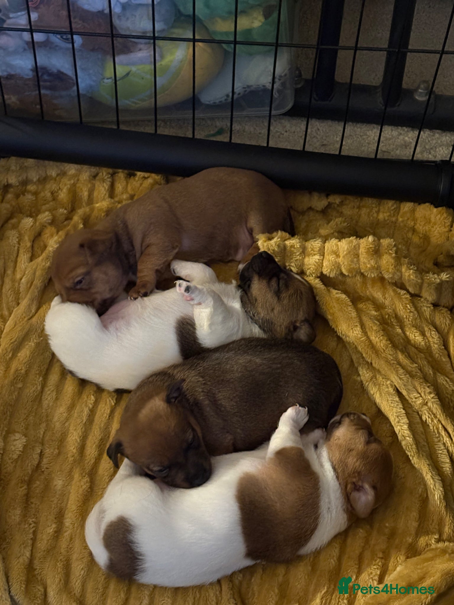 Jackapoo dogs for sale: Jackapoo puppies - Advert 1