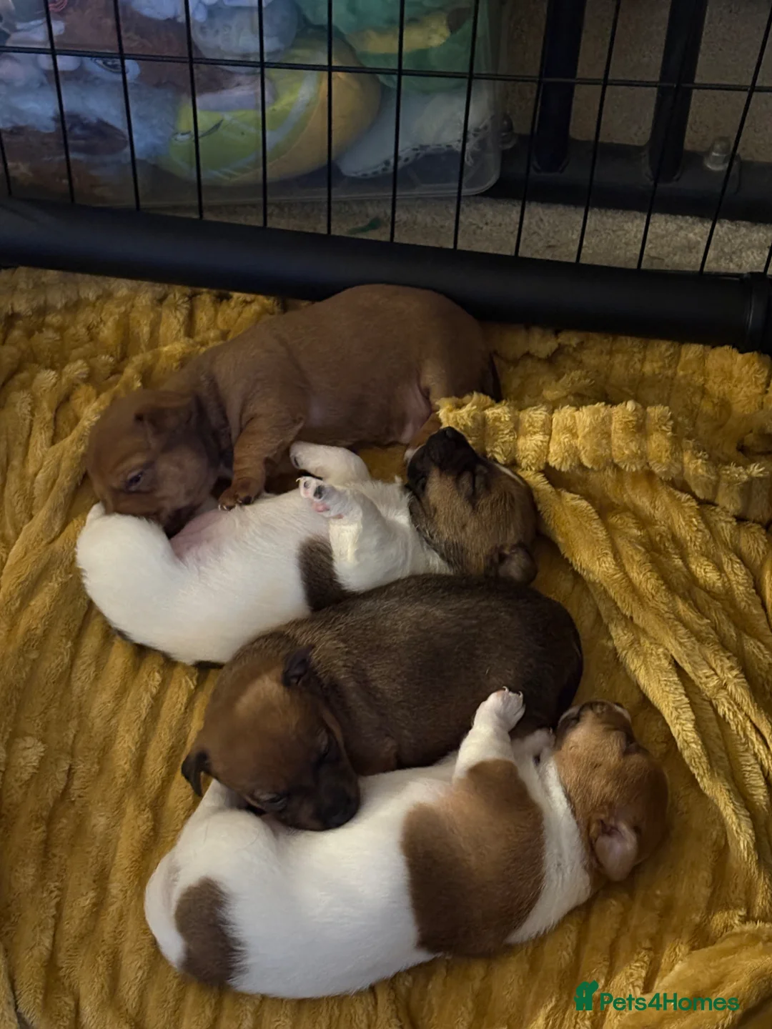 Jackapoo dogs for sale: Jackapoo puppies - Advert 1