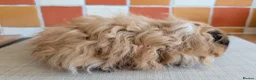 Guinea Pig rodents for sale: Gorgeous Texel sows - Advert 4