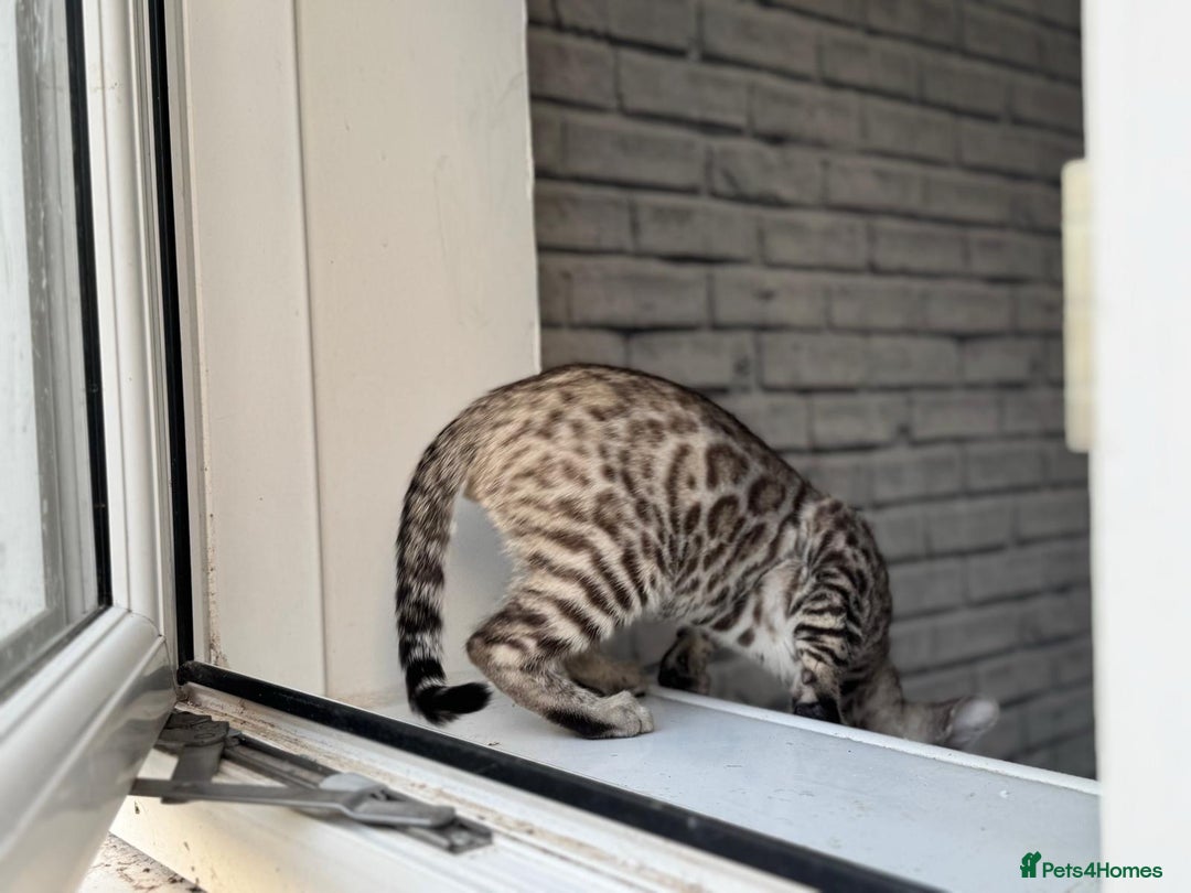 Bengal cats for sale: Champion line Bengal Snow Kittens  - Image 13