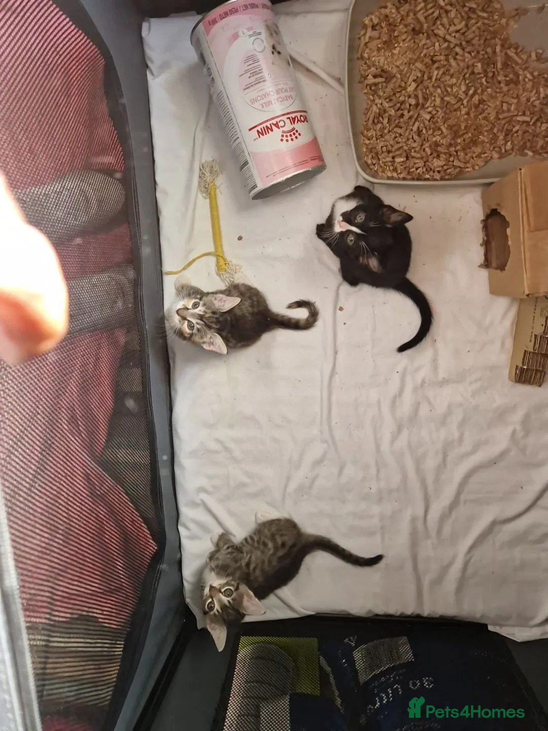 Mixed Breed cats for sale: Kittens in Houghton le Spring - Advert 1