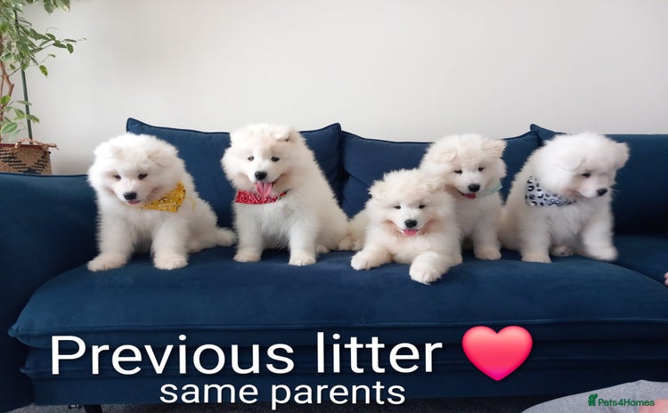Samoyed dogs - Advert 7