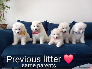 Samoyed dogs - Advert 1