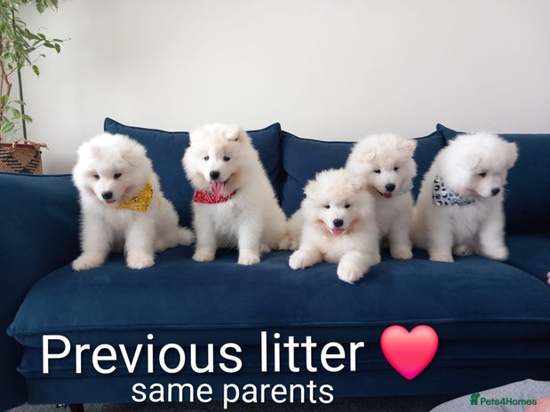Samoyed dogs - Advert 1