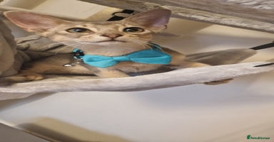 Abyssinian cats - Advert 5