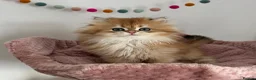 British Shorthair cats for sale: Gorgeous Golden British Longhair Kitten  in Chesterfield - Advert 5