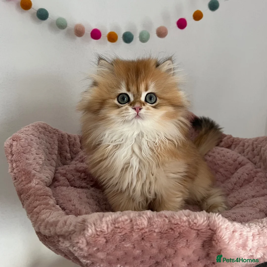 British Shorthair cats for sale: Gorgeous Golden British Longhair Kitten  in Chesterfield - Advert 5