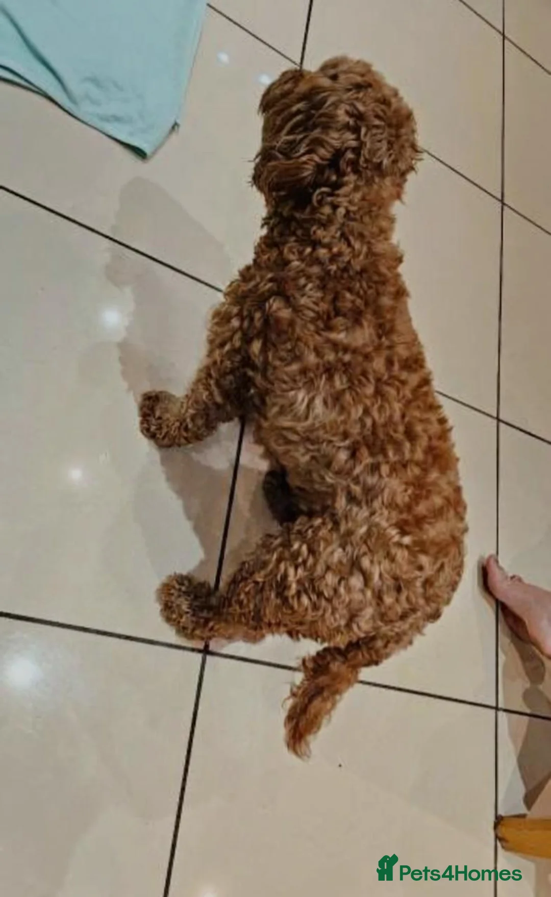 Cavapoo dogs for sale: Stunning Red Cavapoo Puppies Available in Manchester - Advert 1