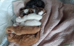 Persian cats for sale: Persian/ragdoll - Image 7