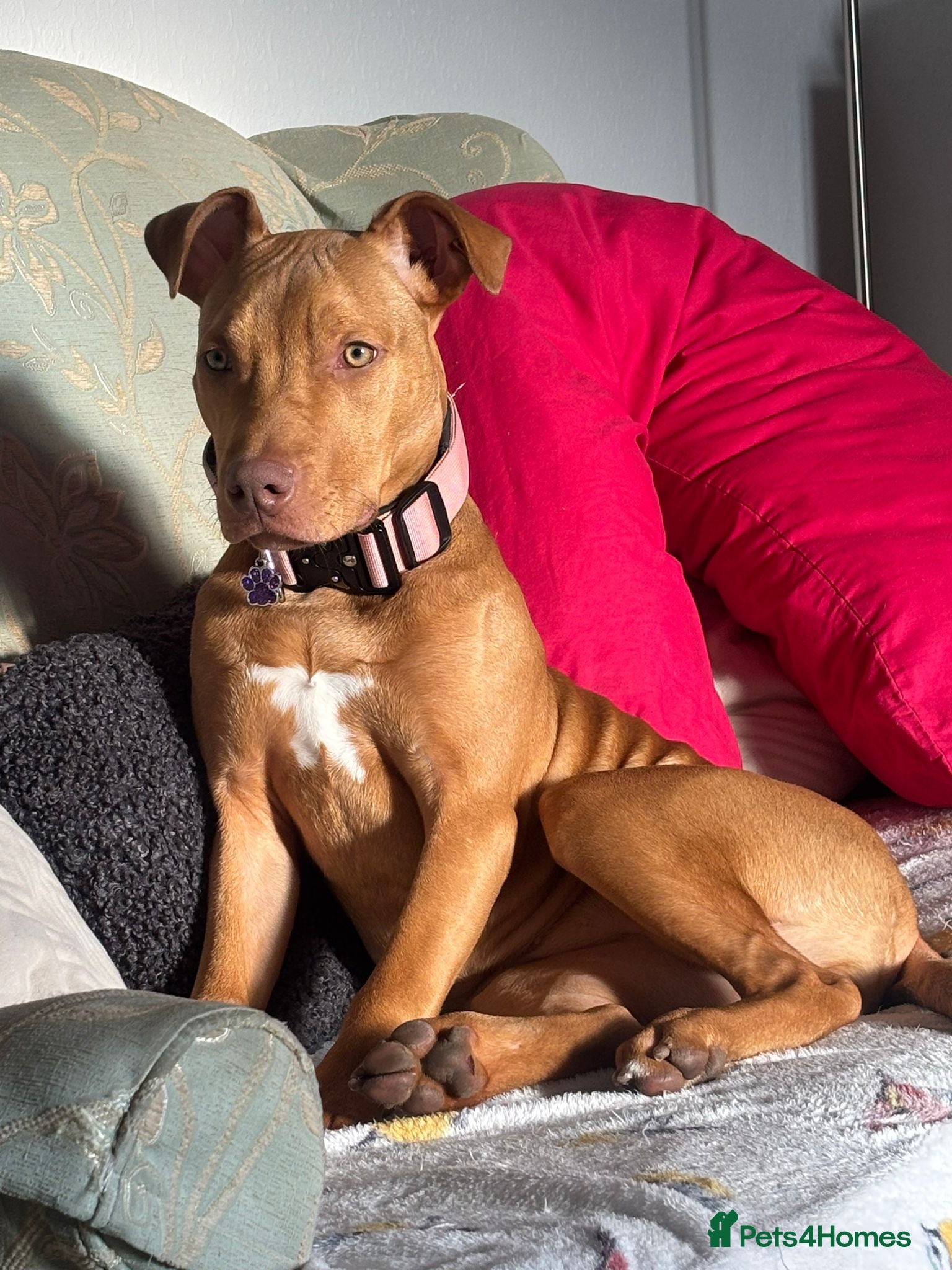 Mixed Breed dogs 10 month old Staffordshire bull terrier cross - Advert 2