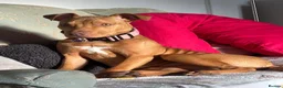 Mixed Breed dogs for sale: 10 month old Staffordshire bull terrier cross in Middlesbrough - Advert 1