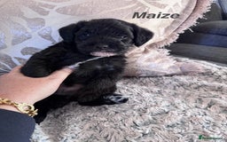 Mixed Breed dogs for sale: Miniature Schnauzer X Cockapoo - Image 6