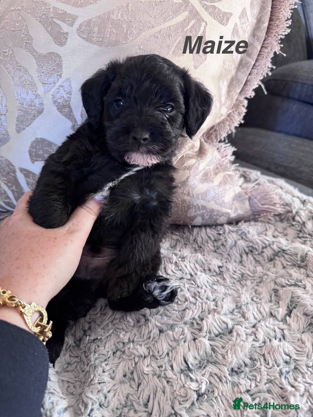 Mixed Breed dogs for sale: Miniature Schnauzer X Cockapoo - Image 6