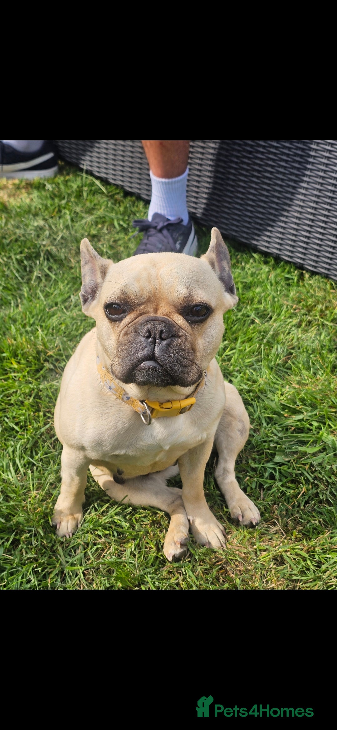 French Bulldog dogs French bulldog female  - Advert 1