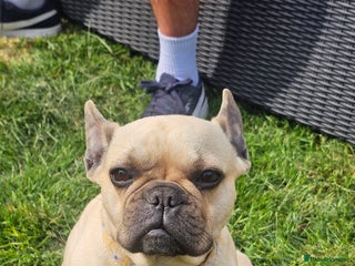 French Bulldog dogs French bulldog female - Advert 2