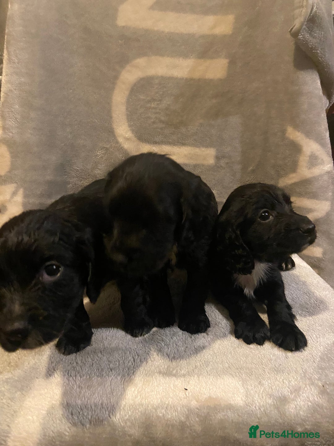 Cocker Spaniel dogs for sale: Beautiful working cocker spaniel pup - Advert 2
