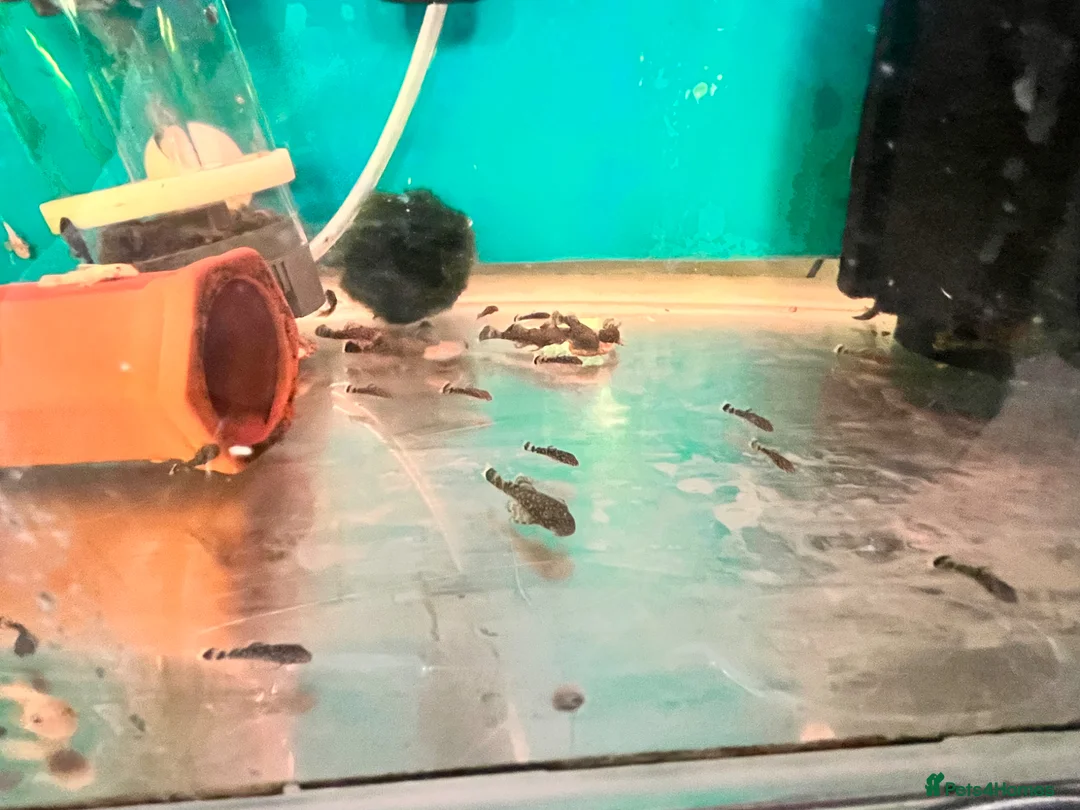 Plecos fish for sale: Mixed bristlenose plecos  - Advert 2