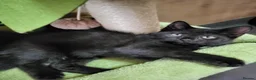 Maine Coon cats for sale: Maine Coon x kittens available now! - Advert 7