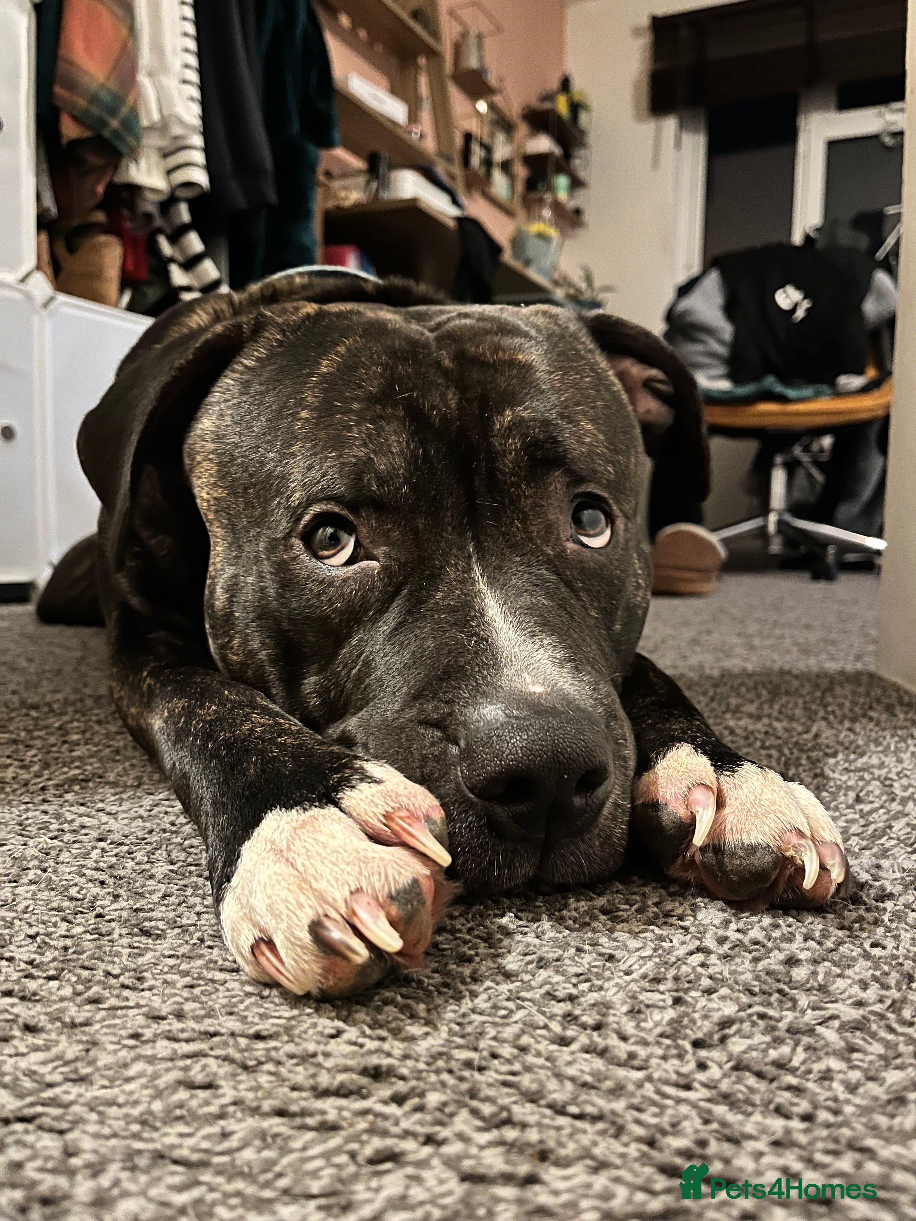 American Bull Staffy dogs 3 year old American Bull Staffy - Advert 6