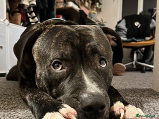 American Bull Staffy dogs 3 year old American Bull Staffy - Advert 6