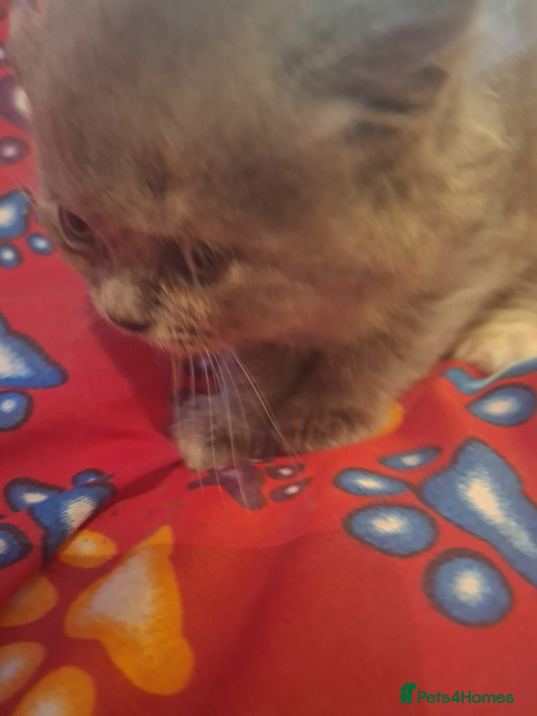 British Shorthair cats for sale: Beautiful short hair and long hair British kittens - Advert 11