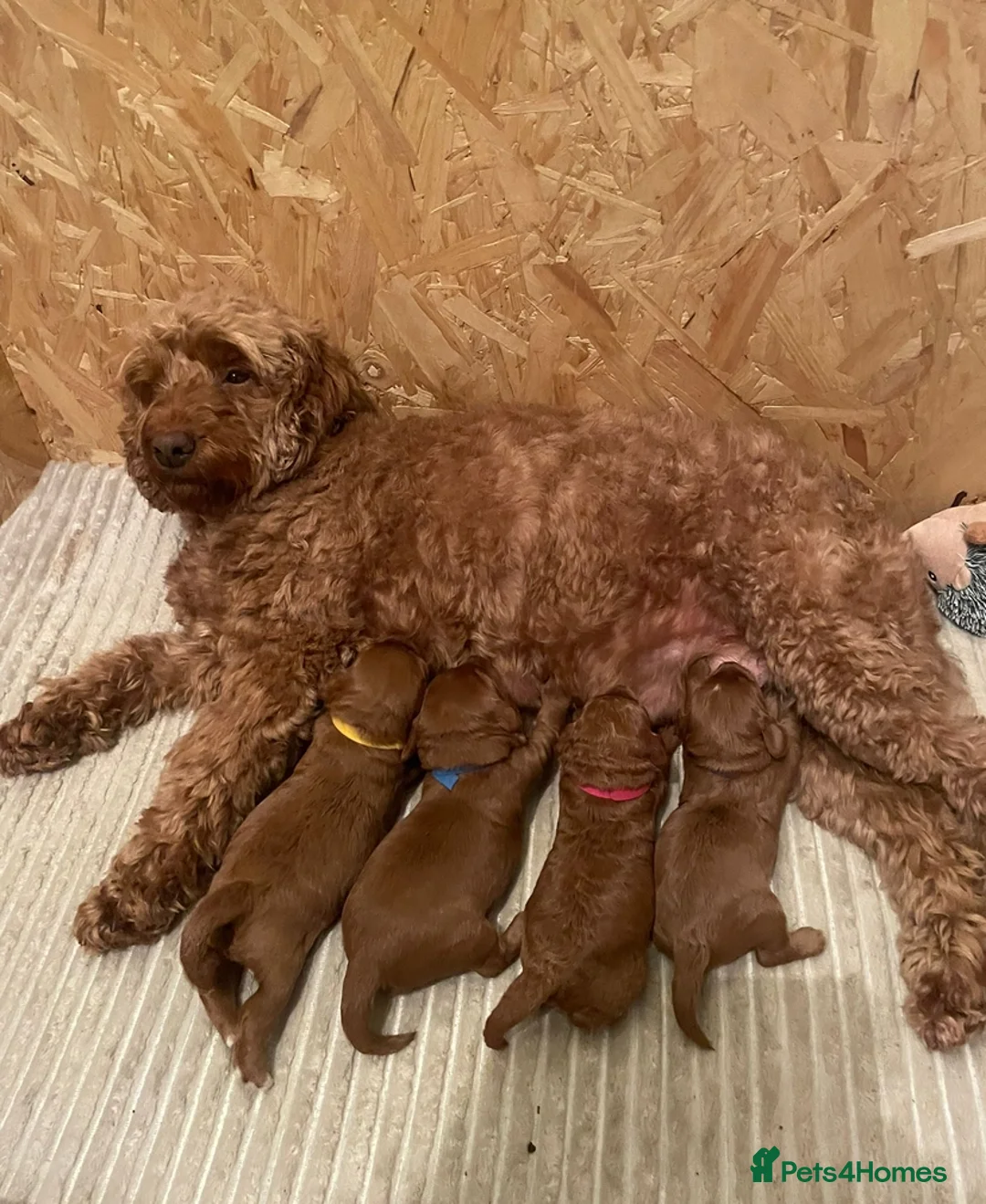Cockapoo dogs for sale: 🐾Outstanding Health Checked Cockapoo puppies 🐶  - Advert 1