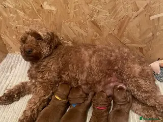 Cockapoo dogs 🐾Outstanding Health Checked Cockapoo puppies 🐶 - Advert 1