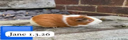 Guinea Pig rodents for sale: Gorgeous baby guinea pigs. Sheffield - Advert 2