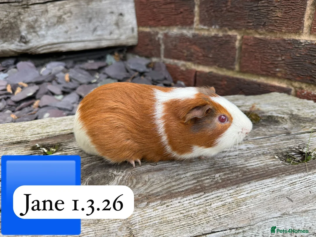 Guinea Pig rodents for sale: Gorgeous baby guinea pigs. Sheffield - Advert 2