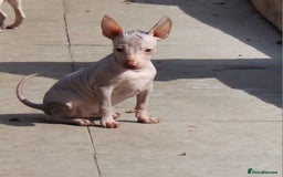 Mexican Hairless dogs for sale:  1 mini boy red  2000 mini black girl 2000. - Image 2