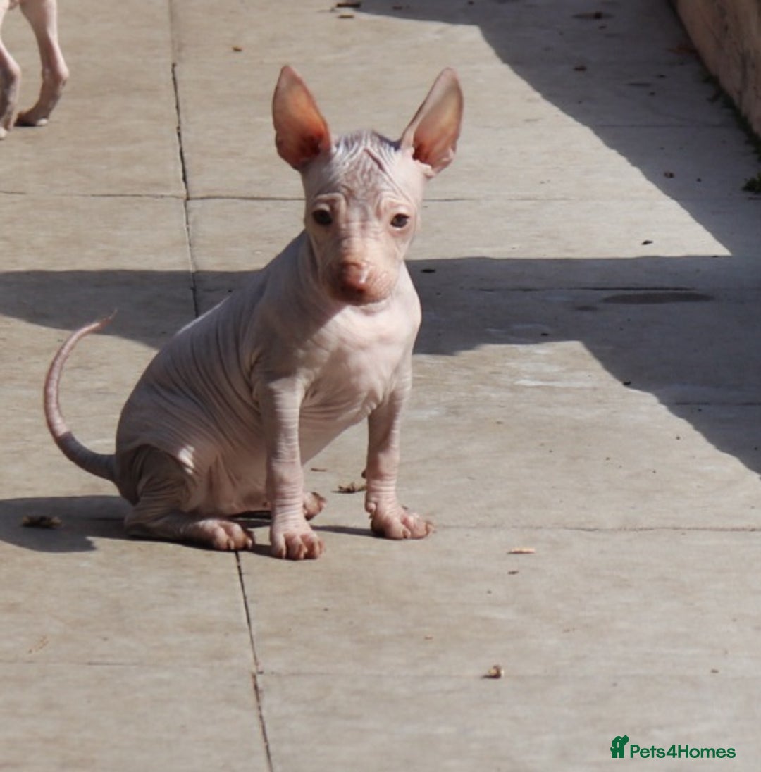 Mexican Hairless dogs for sale:  1 mini boy red  2000 mini black girl 2000. - Image 2