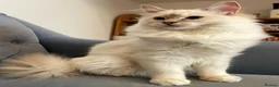 Ragdoll cats for sale: Registered Ragdoll Kittens - Advert 5