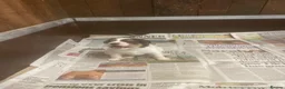 Jack Russell dogs for sale: Jack Russell  - Advert 13