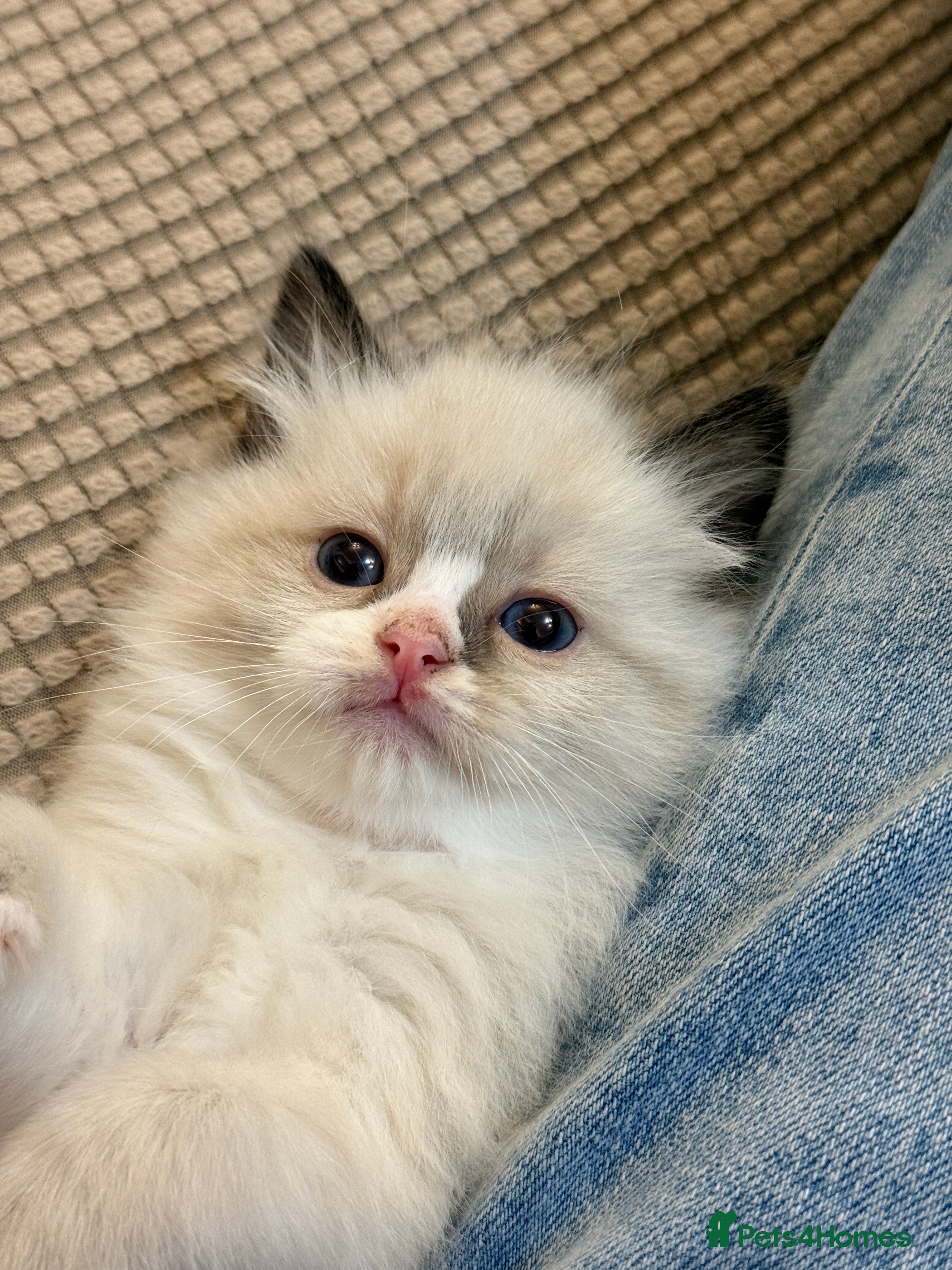 Ragdoll cats Adorable Ragdoll Kittens Looking for Forever Homes - Advert 5