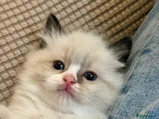 Ragdoll cats Adorable Ragdoll Kittens Looking for Forever Homes - Advert 5