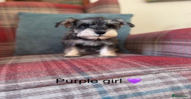 Miniature Schnauzer dogs KC registered, health tested puppies ready now - Advert 5