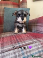 Miniature Schnauzer dogs KC registered, health tested puppies ready now - Advert 5