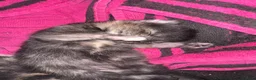 British Shorthair cats for sale: beautiful kittens availible beginning september  - Advert 7
