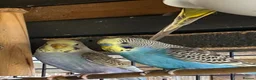 Budgerigars birds for sale: Aviary bred Budgies’s for sale - Advert 2
