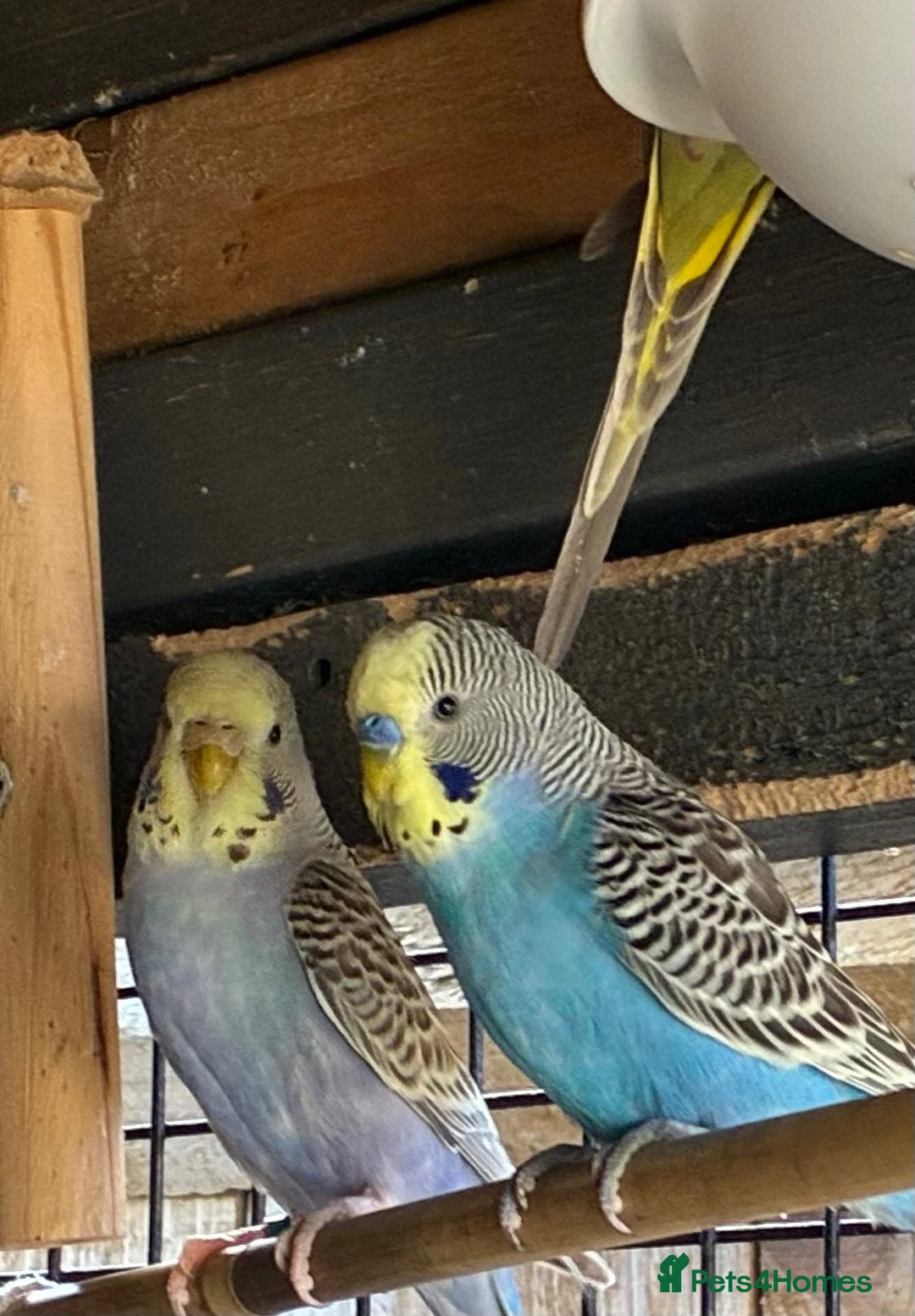 Budgerigars birds for sale: Aviary bred Budgies’s for sale - Advert 2