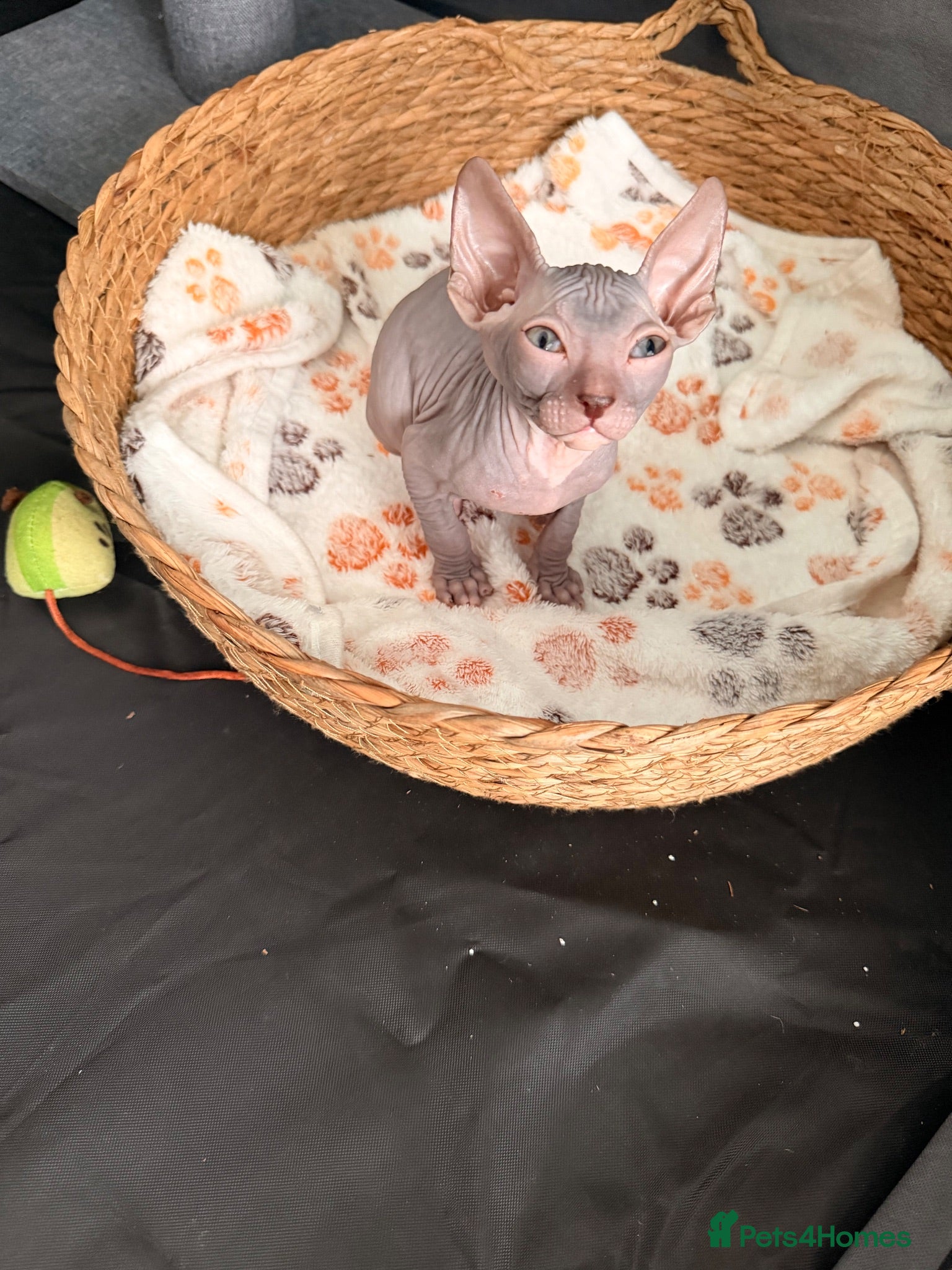 Sphynx cats Beautiful Sphynx boy left 🩵💙🩵 - Advert 5