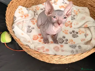 Sphynx cats Beautiful Sphynx boy left 🩵💙🩵 - Advert 5