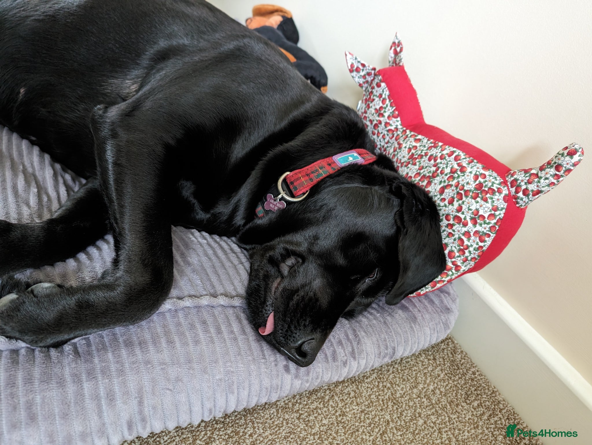 Labrador Retriever dogs 5yr old Female Labrador  - Advert 1
