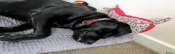 Labrador Retriever dogs for sale: 5yr old Female Labrador  - Advert 1