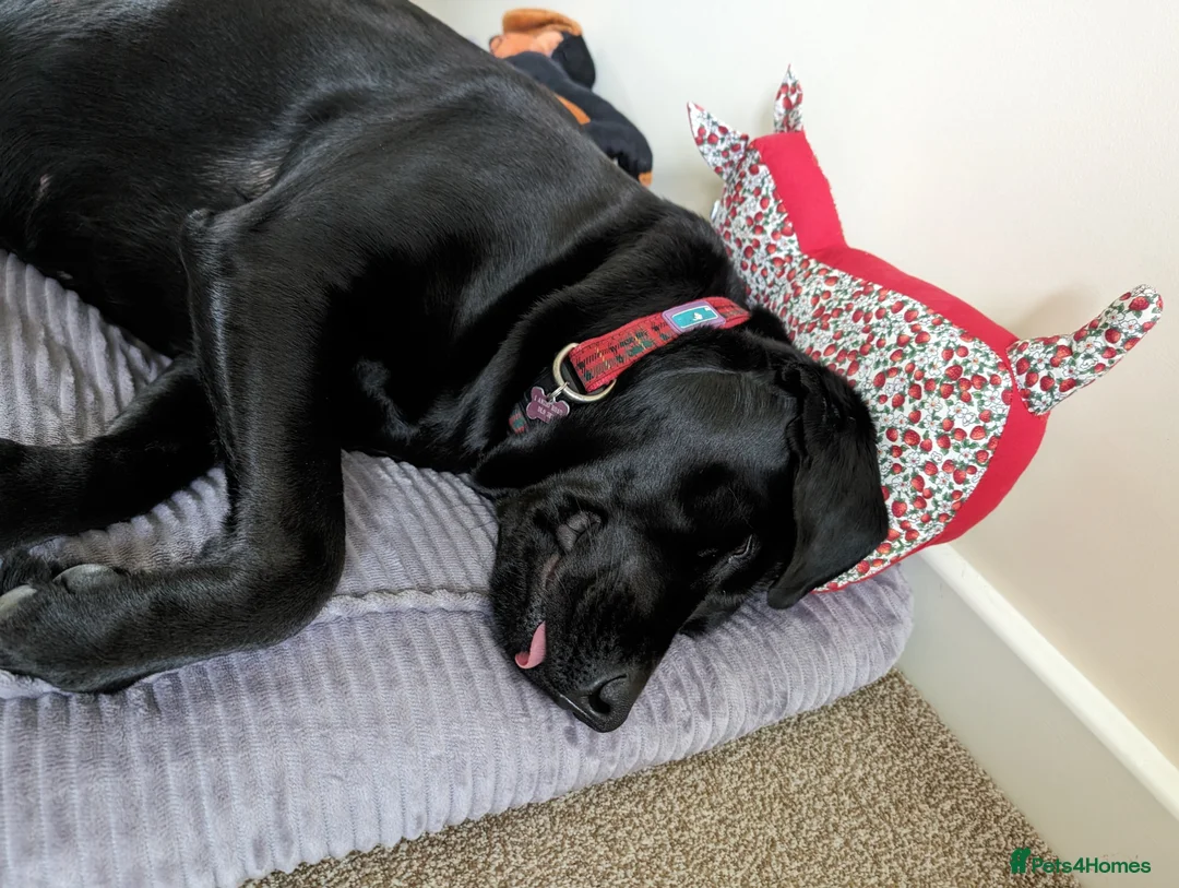 Labrador Retriever dogs for sale: 5yr old Female Labrador  - Advert 1
