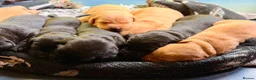 Labrador Retriever dogs for sale: Labrador Retriever, Red Fox, Black KC Registered - Advert 11