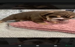English Bulldog dogs for sale: Lilac male English bulldog - Image 5