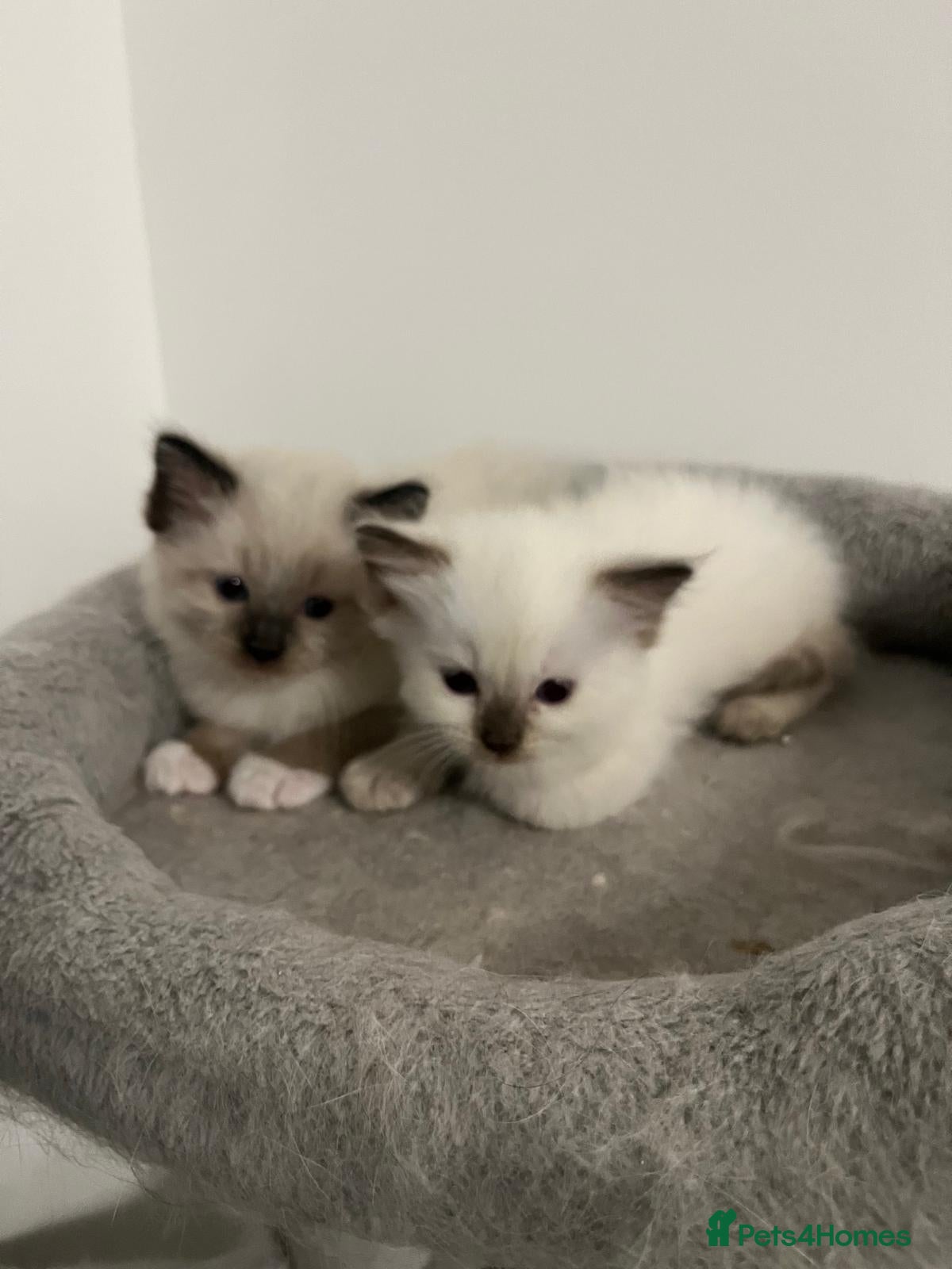 Ragdoll cats Ragdoll pure breed kittens  - Advert 1